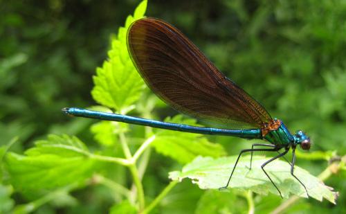 Calopteryx virgo