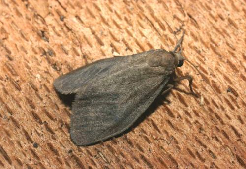 Réf. 23 359 : Miltochrista miniata