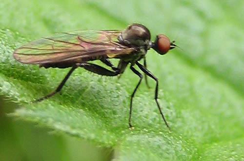 Hybos culiciformis