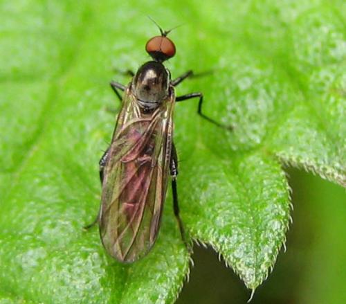 Hybos culiciformis