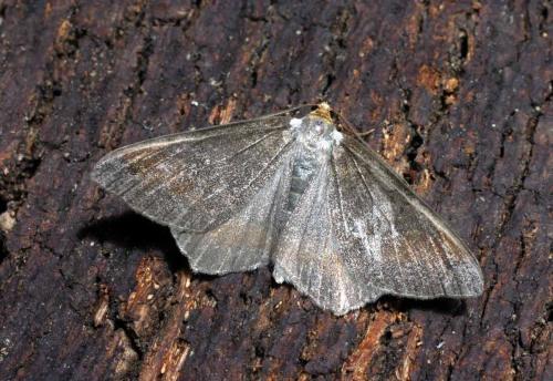 Réf. 23 498 : Macaria liturata