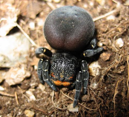 Eresus kollari