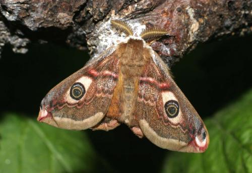 Réf. 23 496 : Saturnia pavonia