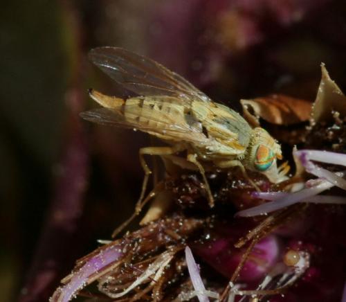 Réf. 23 295 : Terellia serratulae