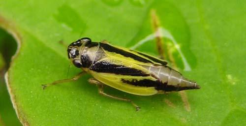 Evacanthus interruptus