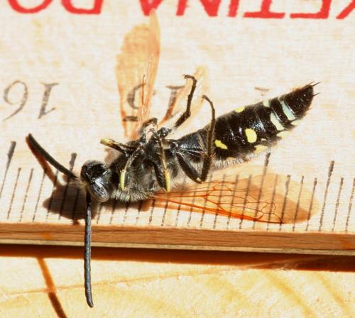 Colpa sexmaculata