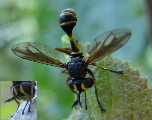 Physocephala sp.