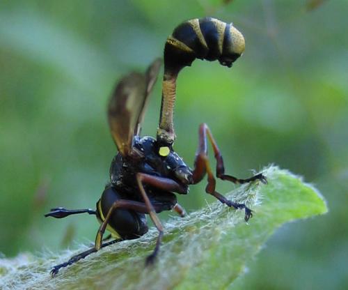 Physocephala sp.