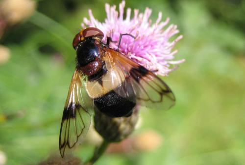 Volucella pellucens