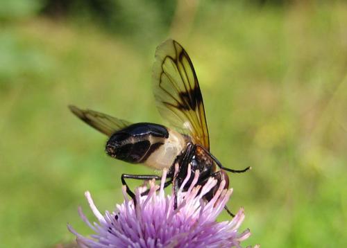 Volucella pellucens