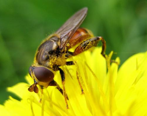 Tropidia fasciata