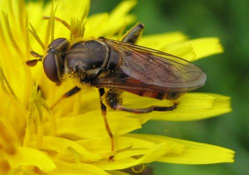 Réf. 23 436 : Tropidia fasciata