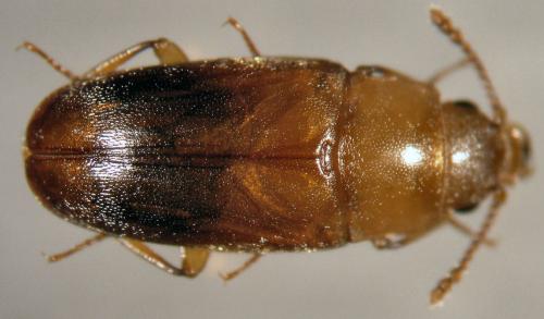 Antherophagus pallens