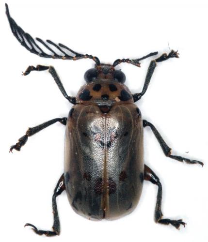 Réf. 23 481 : Polyclada sp.