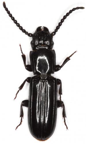 Passandra waterhousei