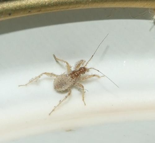 Reduvius personatus