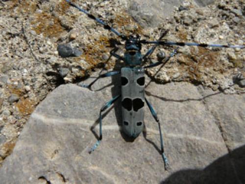 Rosalia alpina