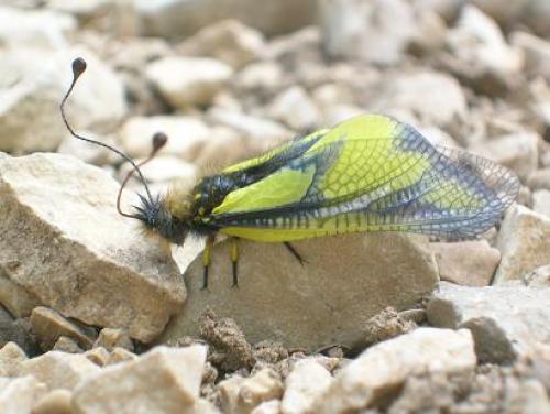 Libelloides coccajus