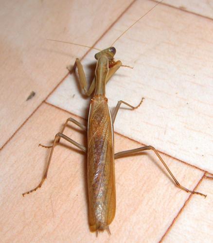 Réf. 23 431 : Iris oratoria