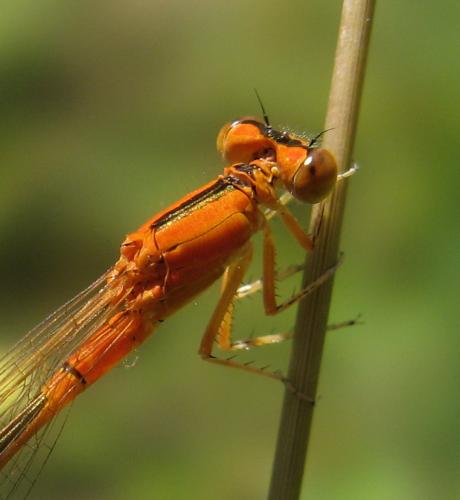 Réf. 23 971 : Ischnura pumilio