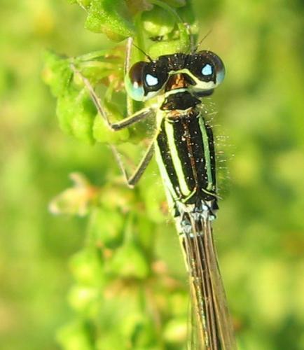 Ischnura pumilio
