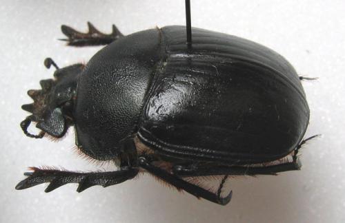 Réf. 23 403 : Kheper venerabilis