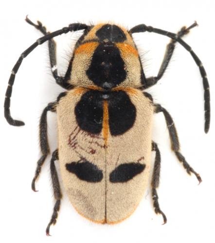 Cubilioides singularis