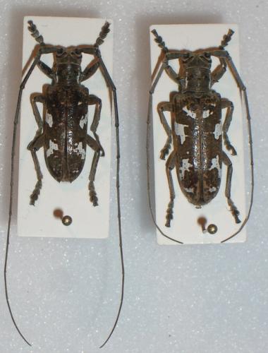 Plagiohammus spinipennis