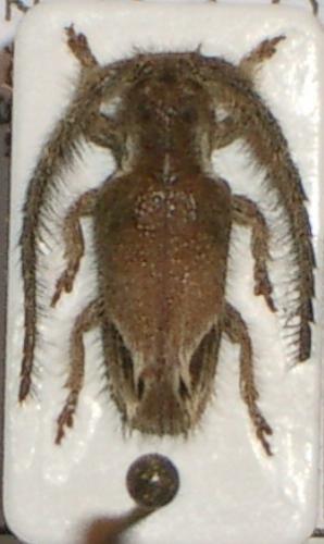 Réf. 23 488 : Desmiphora canescens