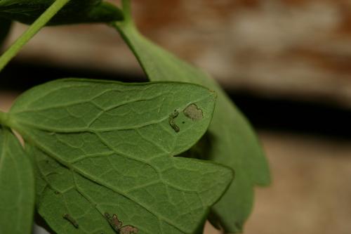 Periphanes cora