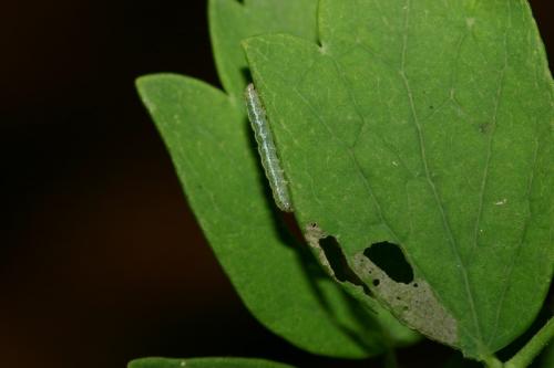 Periphanes cora