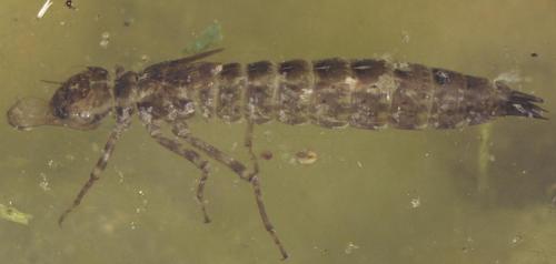 Réf. 23 977 : Aeshna sp.