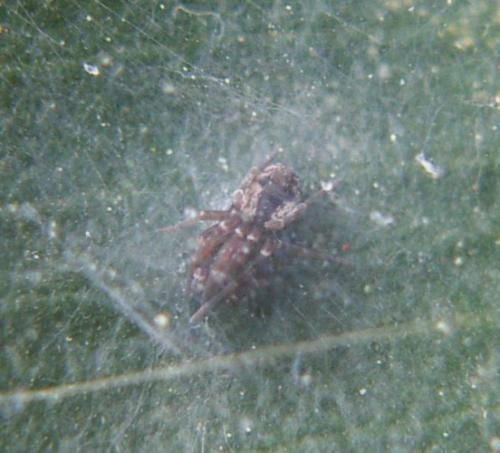 Lathys humilis