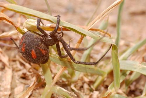 Latrodectus tredecimguttatus