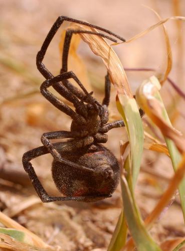 Latrodectus tredecimguttatus