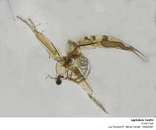 Leptodora kindtii