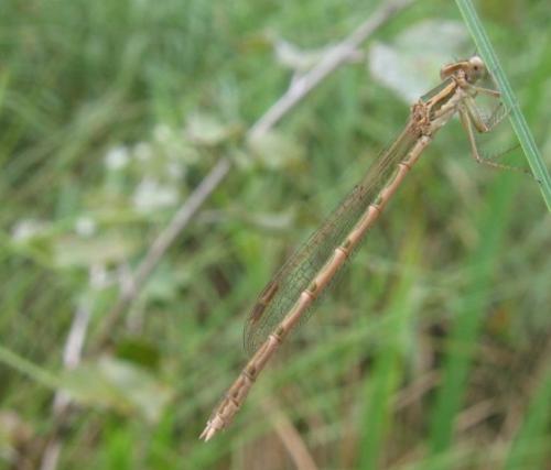 Sympecma fusca