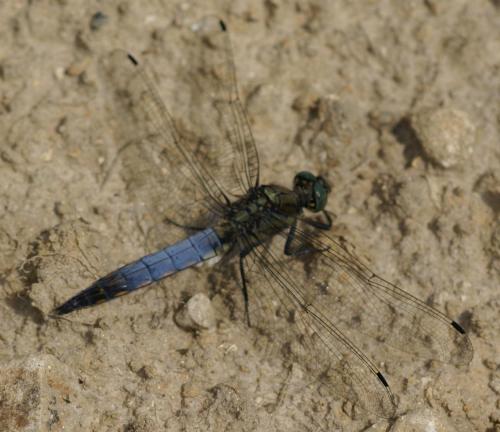 Orthetrum cancellatum