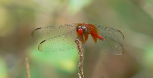 Erythrodiplax famula
