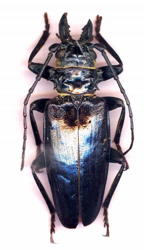 Anthracocentrus arabicus