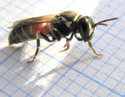 Réf. 23 863 : Hylaeus meridionalis