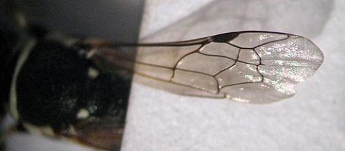 Hylaeus meridionalis