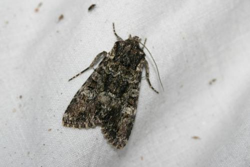Réf. 23 942 : Mniotype anilis sylvatica
