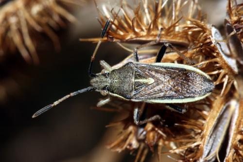 Réf. 23 069 : Maccevethus sp.