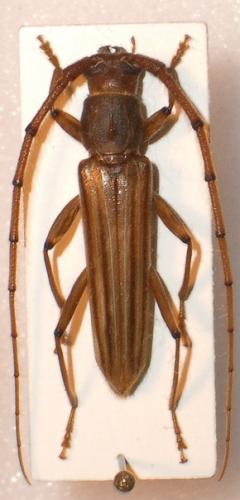 Malacopterus tenellus