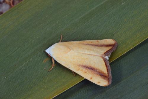 Pardoxia graellsi