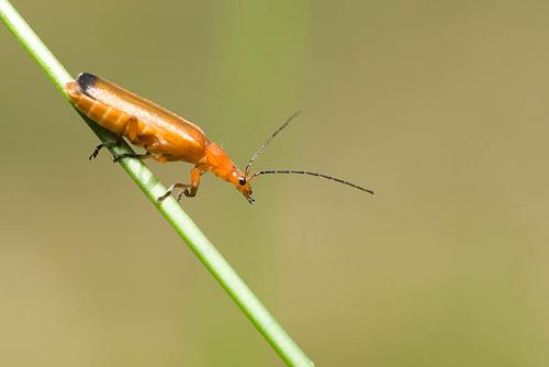 Réf. 23 164 : Rhagonycha fulva