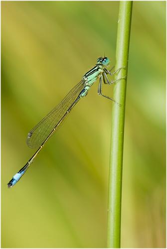 Ischnura elegans