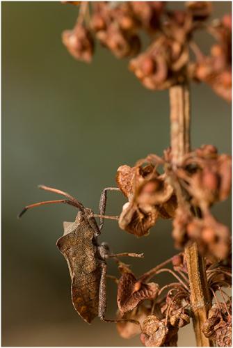 Coreus marginatus