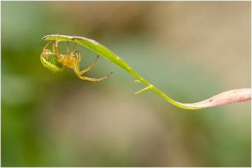 Araniella sp.